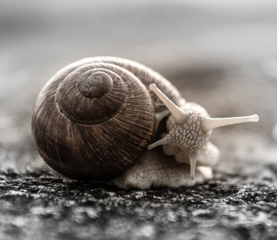 snail