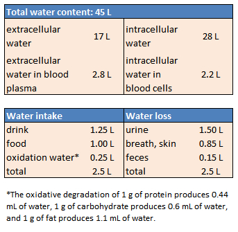 Water distribution and water balance