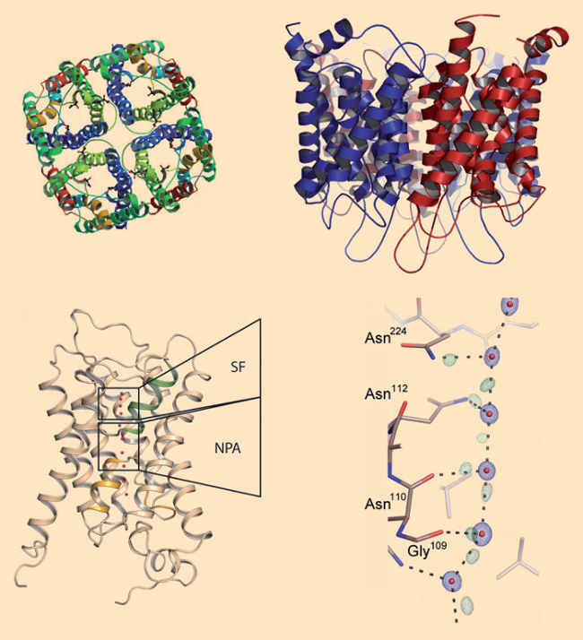 Aquaporins