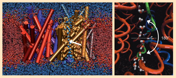 Molecular dynamics calculations of water flow through an aquaporin