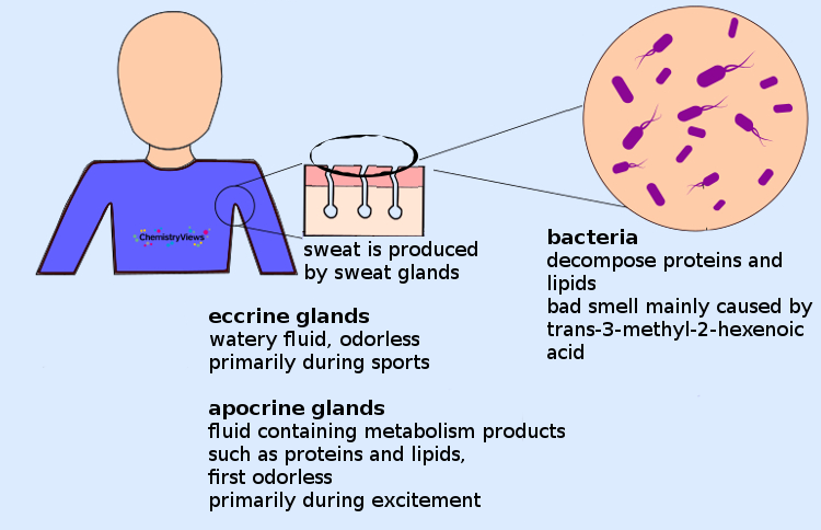 Chemistry of Deodorants: Where Does Body Odor Come From?
