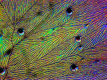 Crystals of ascorbic acid from a solution in ethanol