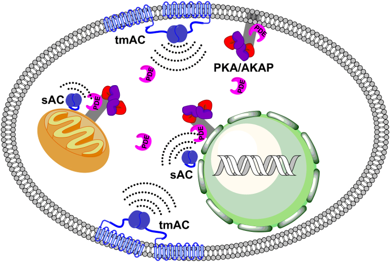 Cellular Optogenetics