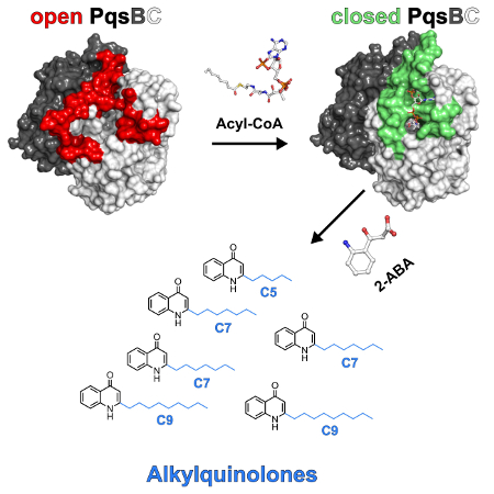  Alkylquinolone Repertoire of Pseudomonas aeruginosa