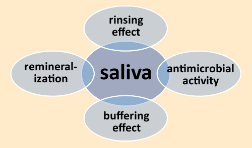 Functions of saliva