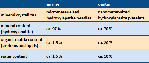 Structure and constitution of tooth enamel and dentin