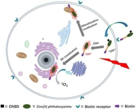 Biotinylated and Endoplasmic Reticulum‐Targeted Glutathione‐Responsive Zinc(II) Phthalocyanine