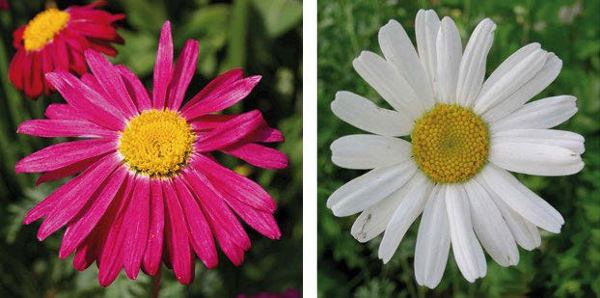 Two species of the genus Chrysanthemum