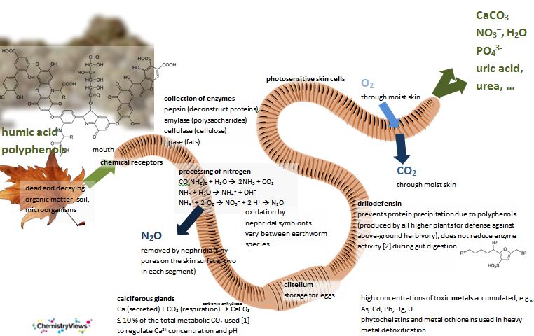 Chemistry of the Earthworm ChemistryViews