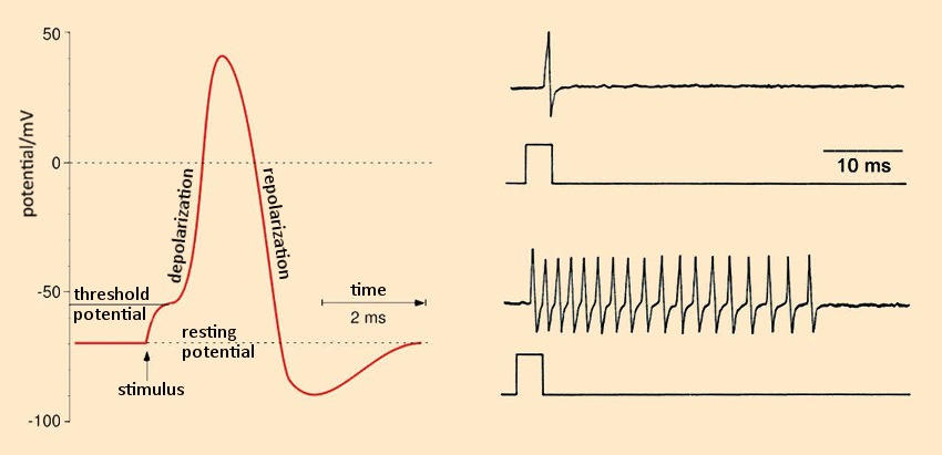 Pyrethroids as nerve poisons