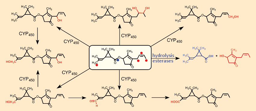 Metabolism of cinerin I