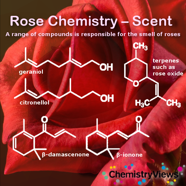 Red Rose Scent Valentine's Day ChemistryViews