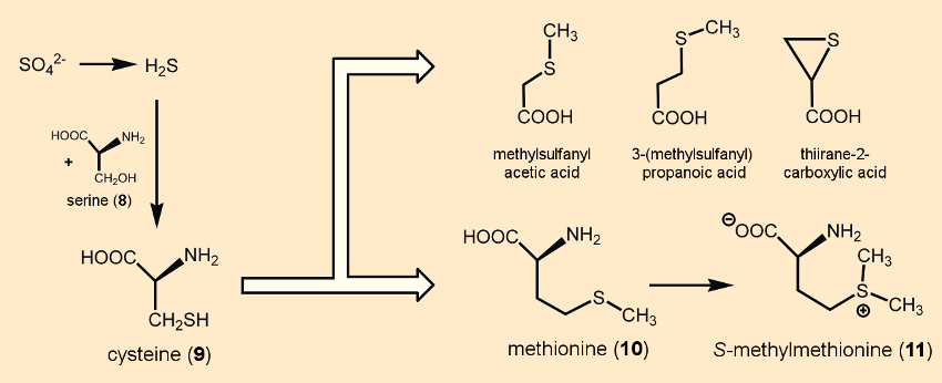 Sulfur-containing components in raw vegetables