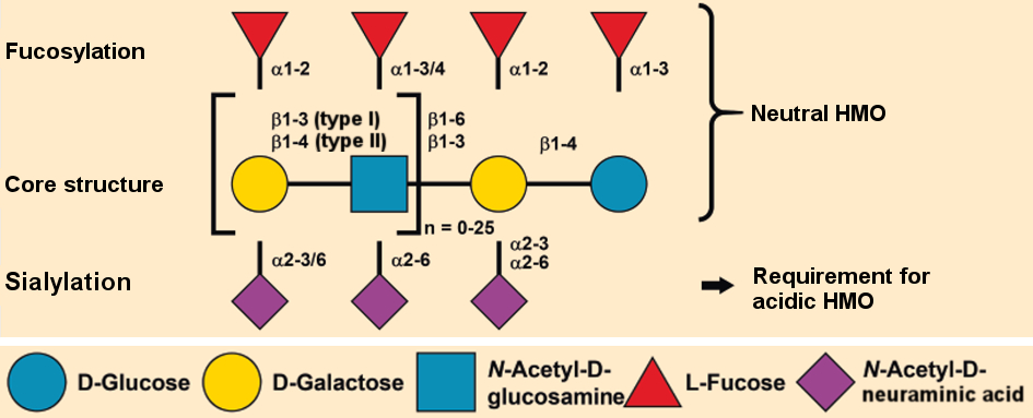 General structure of human milk oligosaccharides