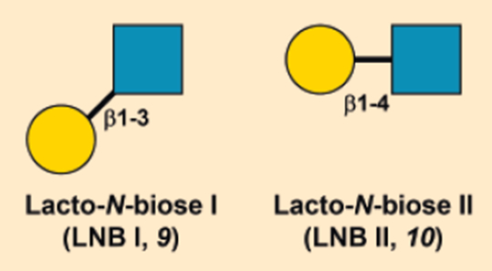 Disaccharides lacto-N-biose I and lacto-N-biose II