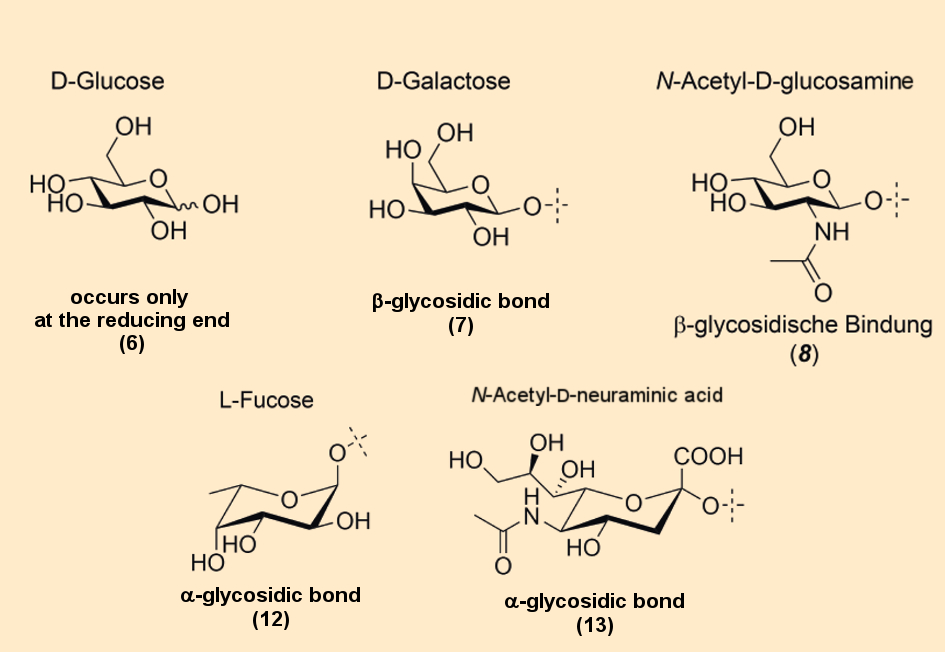 Structures of monosaccharides