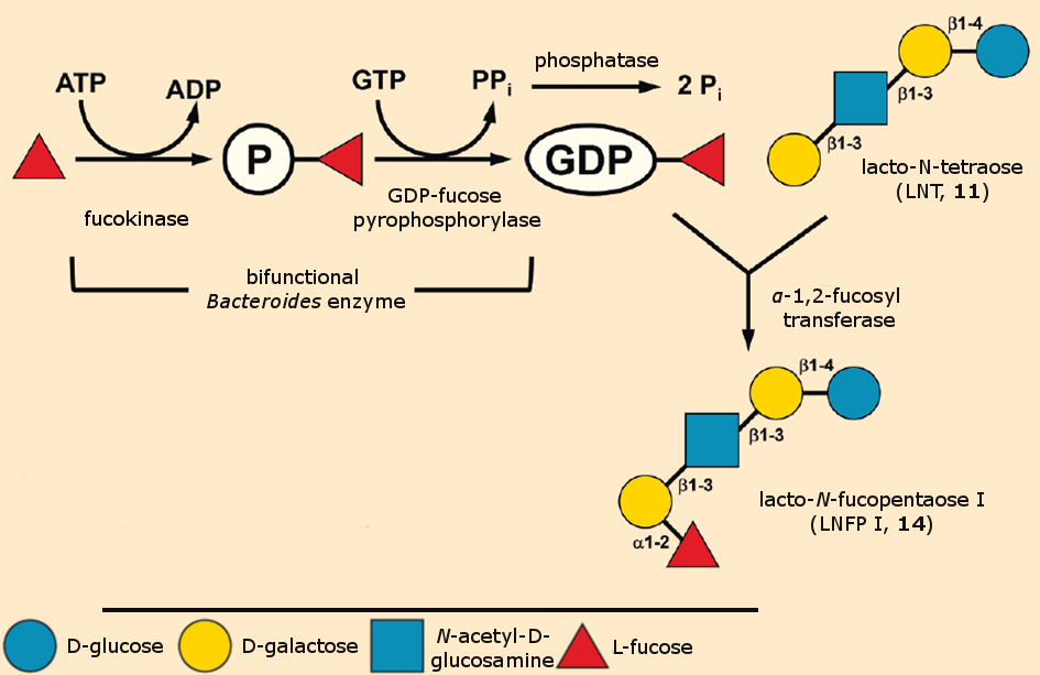 Biocatalytic synthesis of HMOs