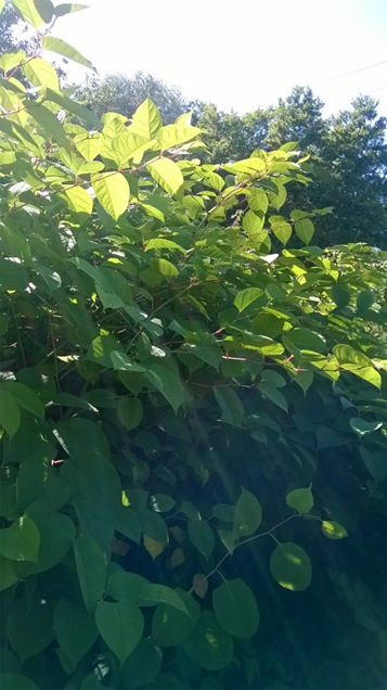 Japanese Knotweed