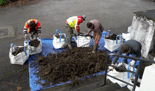 working on large amounts of rhizomes