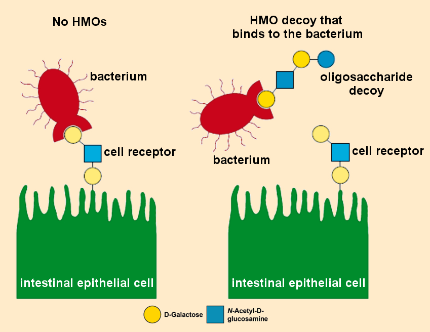 Pathogenic bacterium binds to decoy HMO