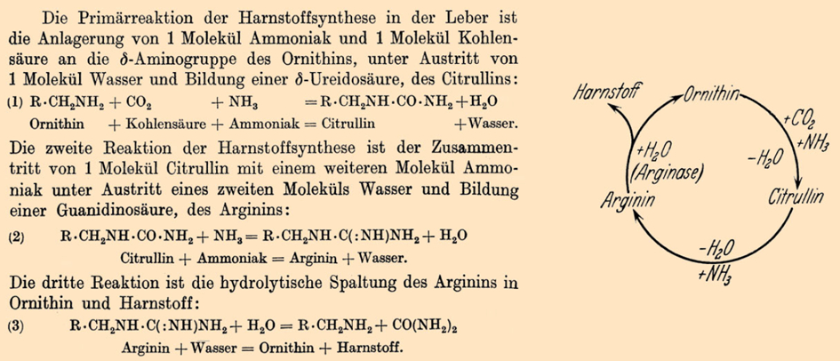 The urea cycle in the original publication