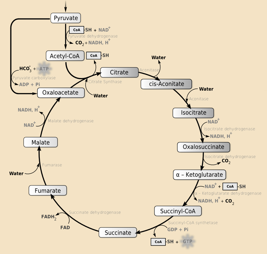 Sir Hans Adolf Krebs (1900 – 1981) – Part 1 - ChemistryViews