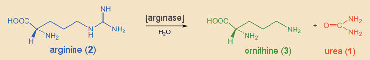 Sir Hans Adolf Krebs (1900 – 1981) – Part 1 - ChemistryViews