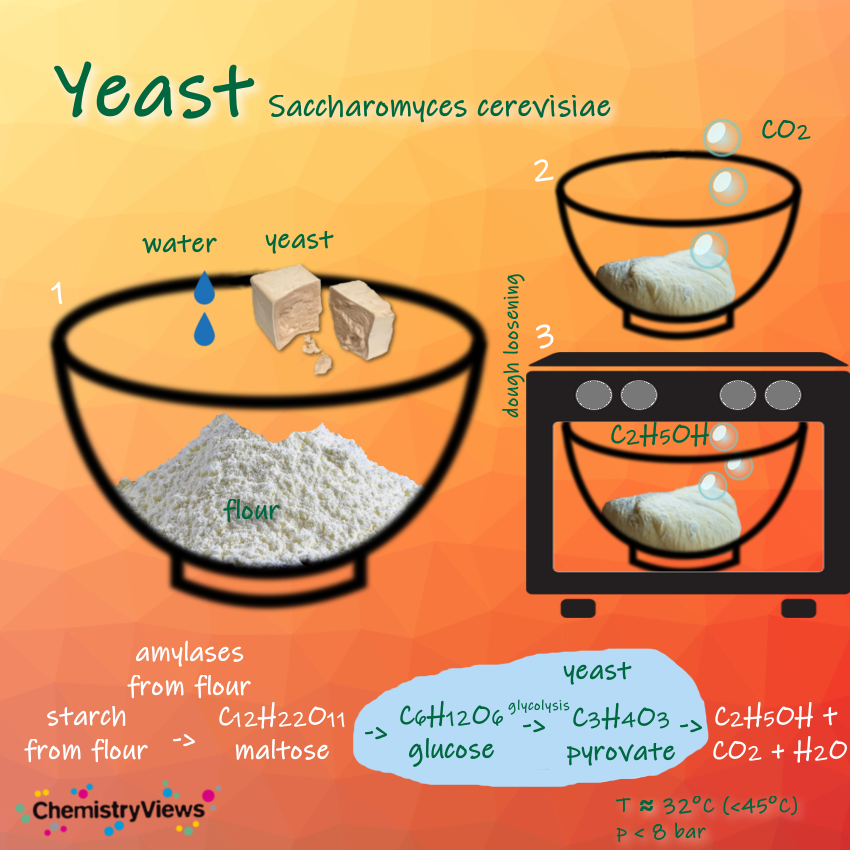 Yeast ChemistryViews Advent Calendar