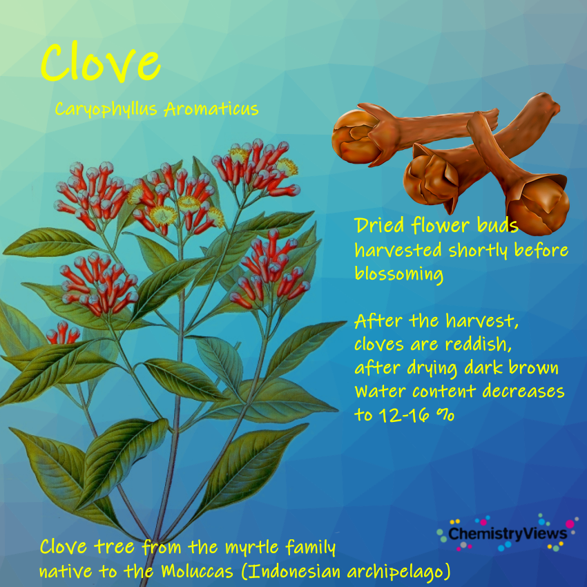 Clove - ChemistryViews Advent Calendar