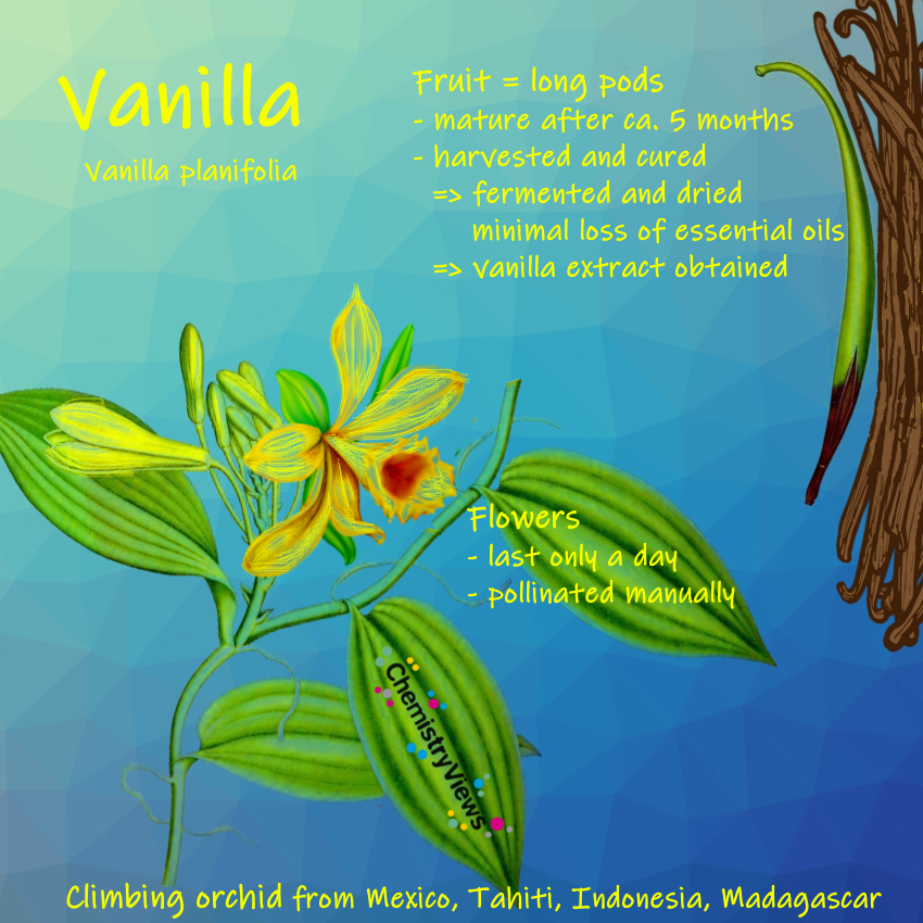 Vanille - ChemistryViews Advent Calendar