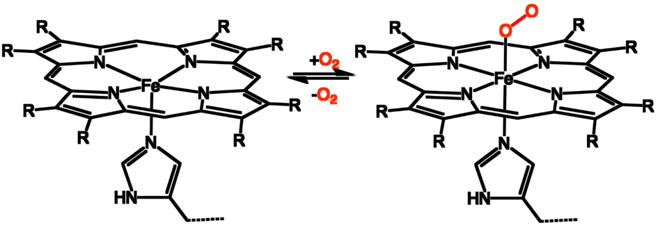 hemoglobine