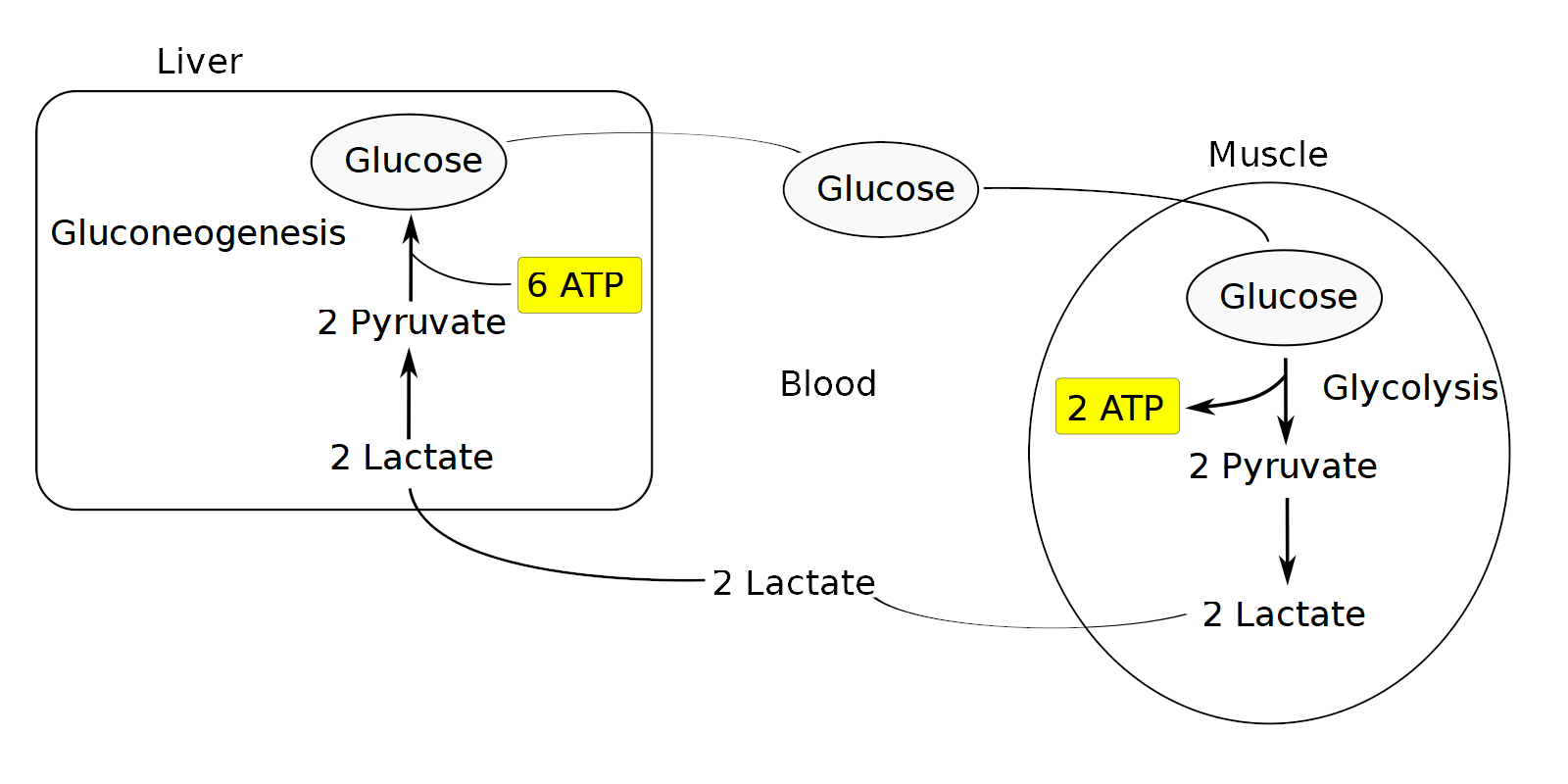 Cori cycle