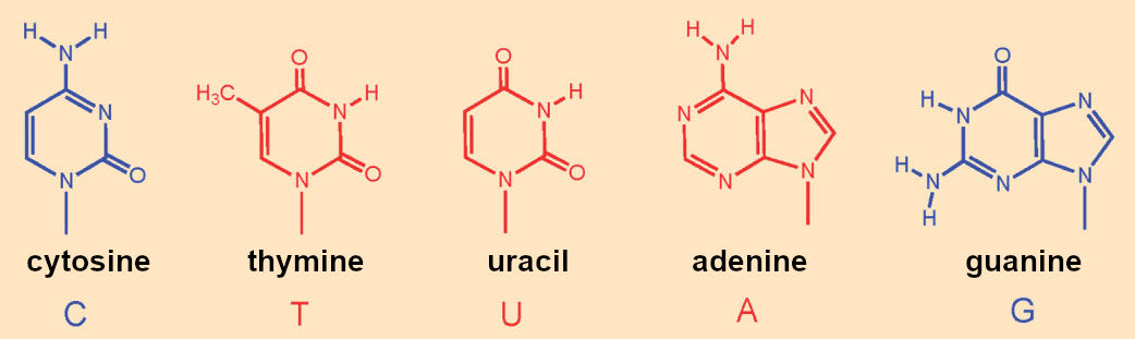 DNA (CTAG) und RNA bases (CUAG)