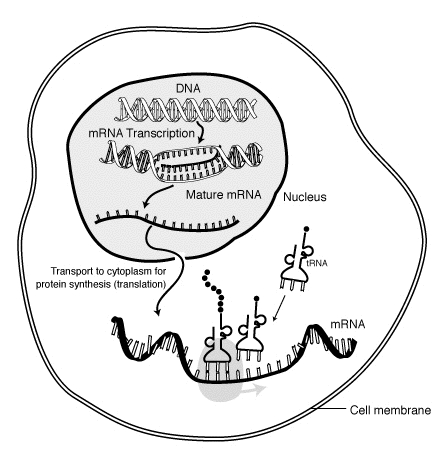 Transcription and translation