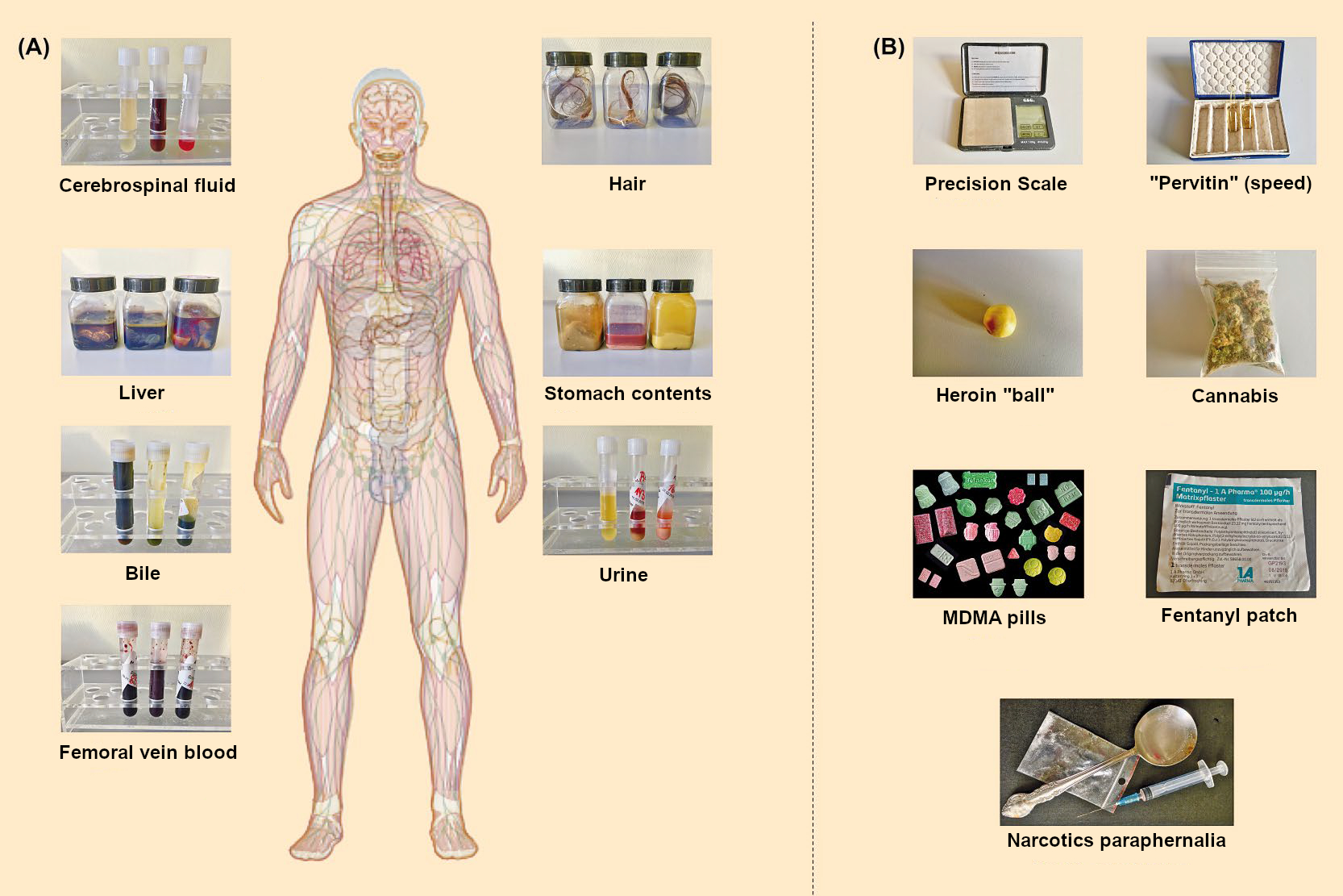 Biological (A) and nonbiological (B) evidence for toxicological analysis