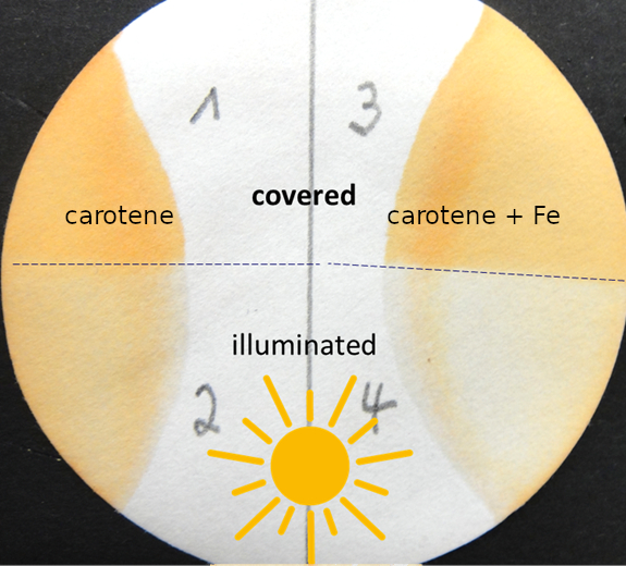 Illumination of carotene on a filter paper
