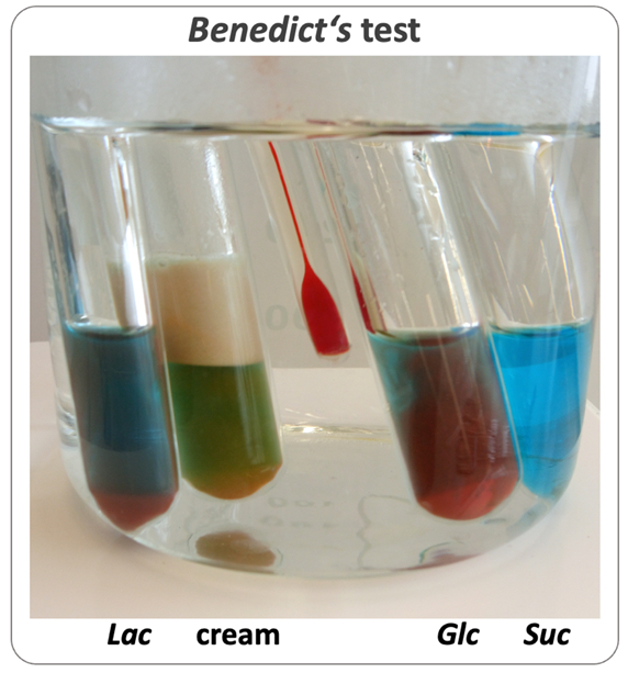 Benedict's tests with sugar solutions and dairy products