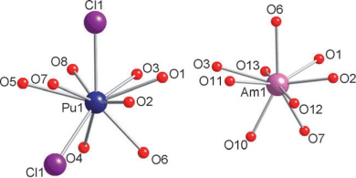 Plutonium and Americium complexes