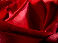 Red Rose Pigments Valentine's Day ChemistryViews