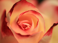 thumbnail image: The Aroma of Roses