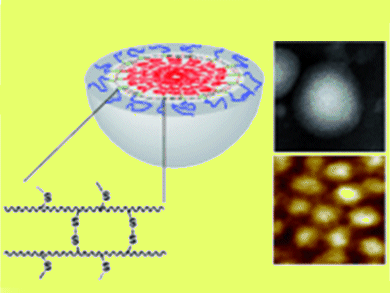 Angew. Chem. 25/2010: Cells and Micelles