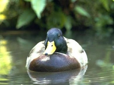 Water Off a Duck's Back