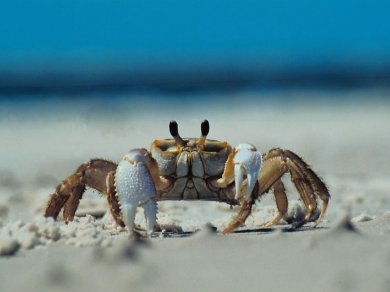 Cancer and Crabs
