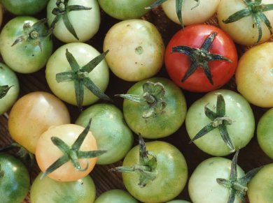 Fried Green Tomatoes