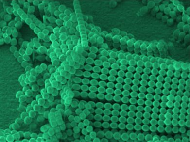 Organization of Nanoparticles