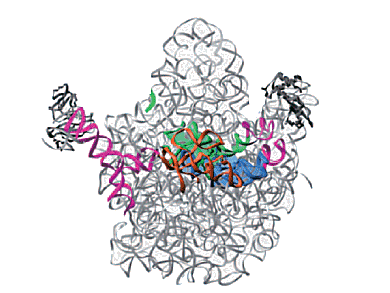 Ribosome In Motion Filmed