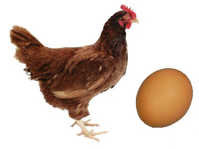 Which First: Chicken Or Egg?