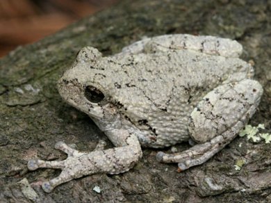 Frozen Frogs