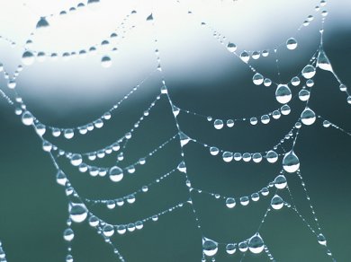 Spider-Silk Formation