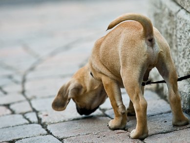 Artificial Sniffer Dogs